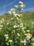 Galium turkestanicum