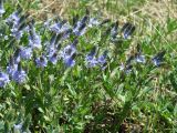 Veronica prostrata