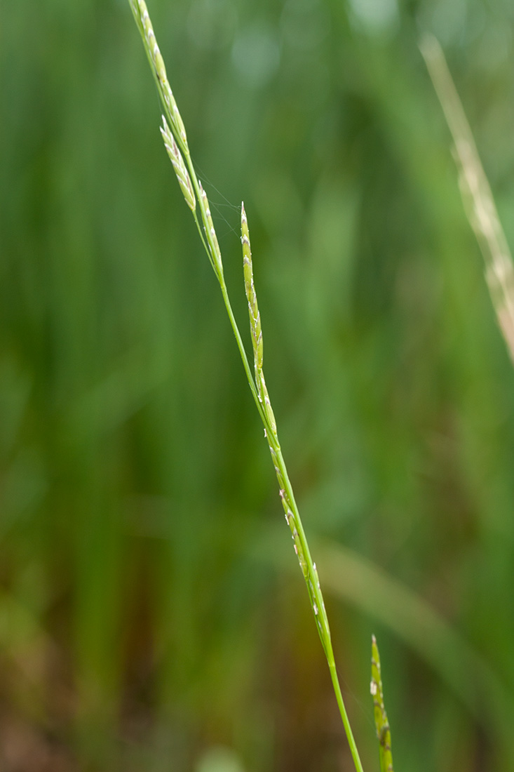 Image of Glyceria fluitans specimen.