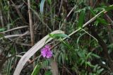 genus Impatiens