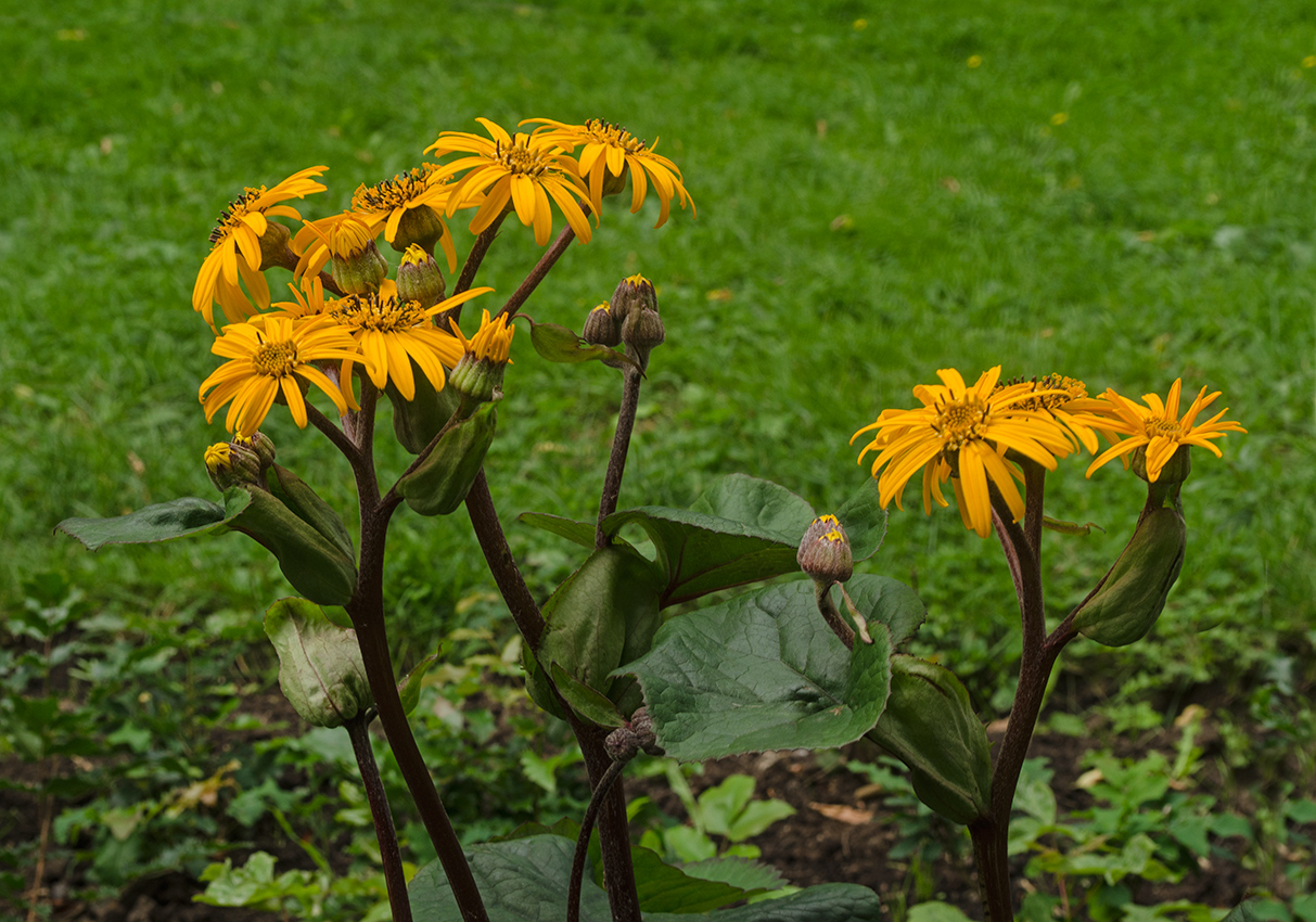 Изображение особи Ligularia dentata.