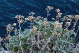 Senecio cineraria. Верхушки побегов плодоносящего растения. Крым, Южный Берег, окр. г. Ялта, мыс Ай-Тодор. 18.09.2018.