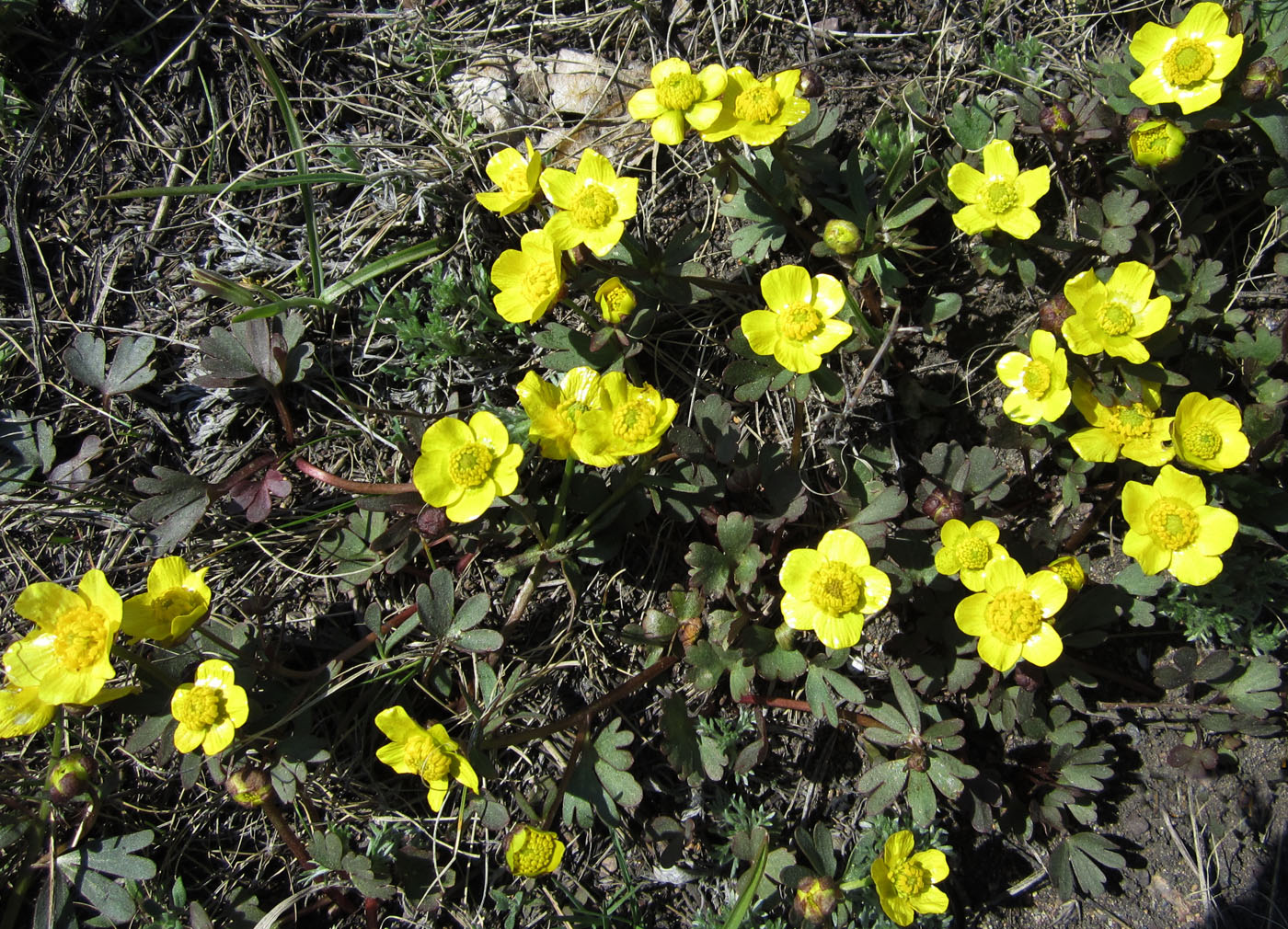 Изображение особи Ranunculus polyrhizos.