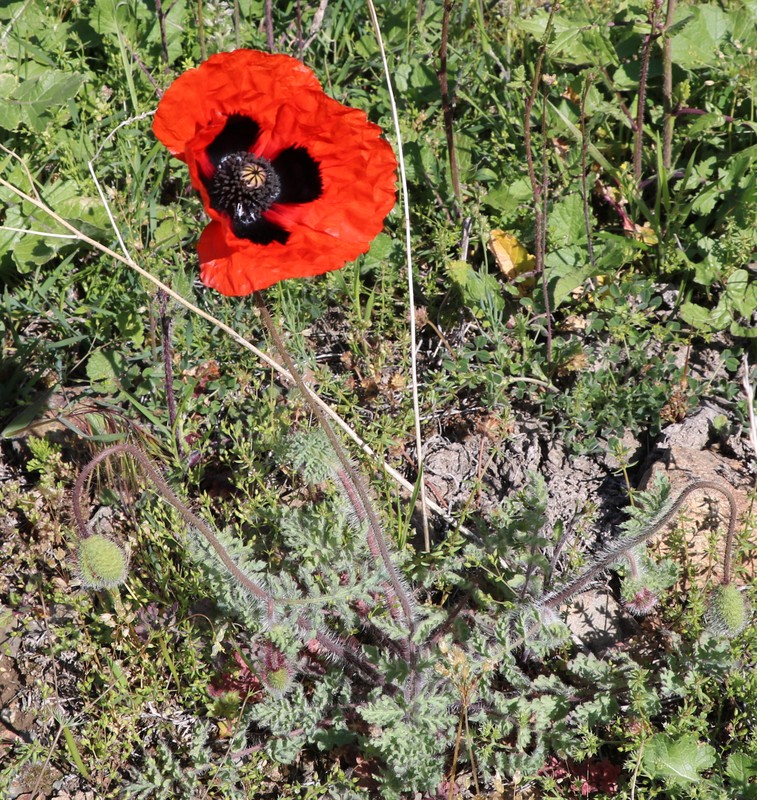 Изображение особи Papaver bipinnatum.