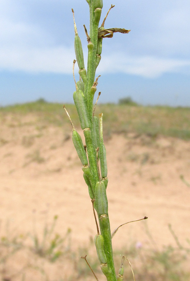 Image of Syrenia montana specimen.