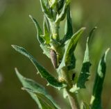 Hieracium virosum