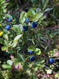 Vaccinium myrtillus