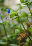 Commelina communis. Верхушка цветущего побега. Краснодарский край, МО город-курорт Сочи, Адлерский р-н, м-н Адлер, набережная р. Мзымта в окр. устья. 6 октября 2019 г.