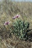 Tragopogon marginifolius