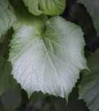 Vitis amurensis. Лист. Санкт-Петербург, Ботанический сад БИН РАН, дендрарий. 09.09.2020.