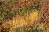 Molinia caerulea. Отплодоносившие растения с листвой в осенней окраске. Мурманск, Горелая сопка, берёзовое мелколесье на скалах, сыроватая низинка в ложбине с интенсивным внутрипочвенным стоком. 24.09.2020.