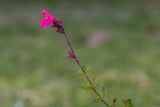 Salvia greggii