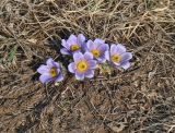 Pulsatilla turczaninovii