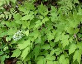 Actaea разновидность leucocarpa