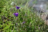 род Campanula