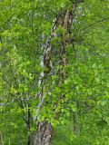 Betula dauurica