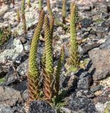 Orostachys spinosa