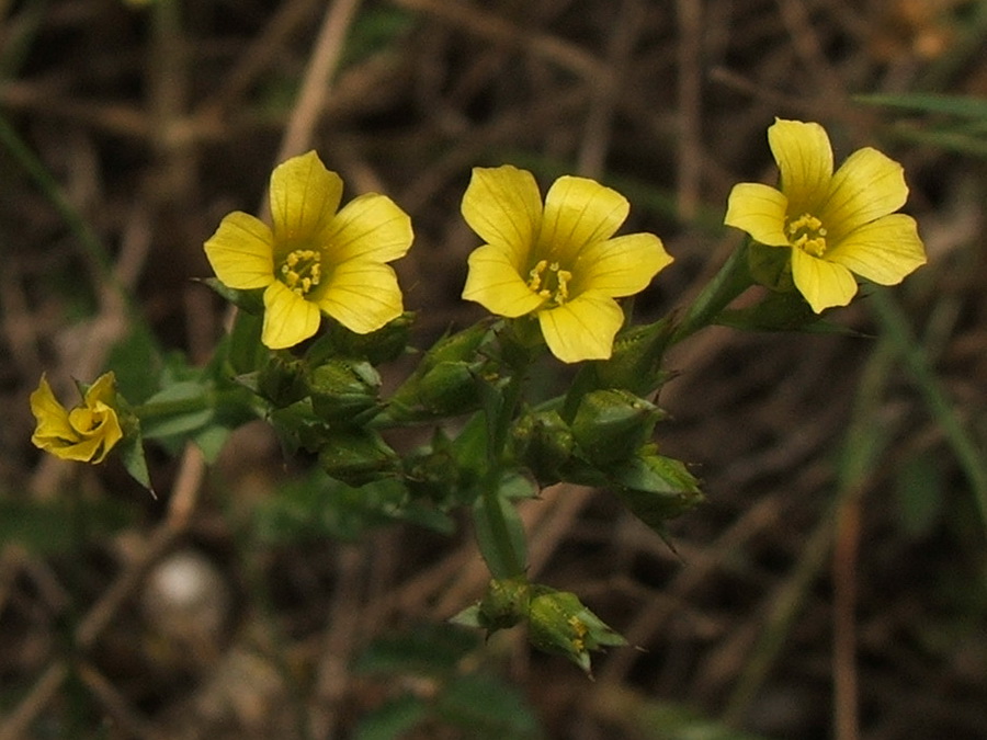 Изображение особи Linum corymbulosum.