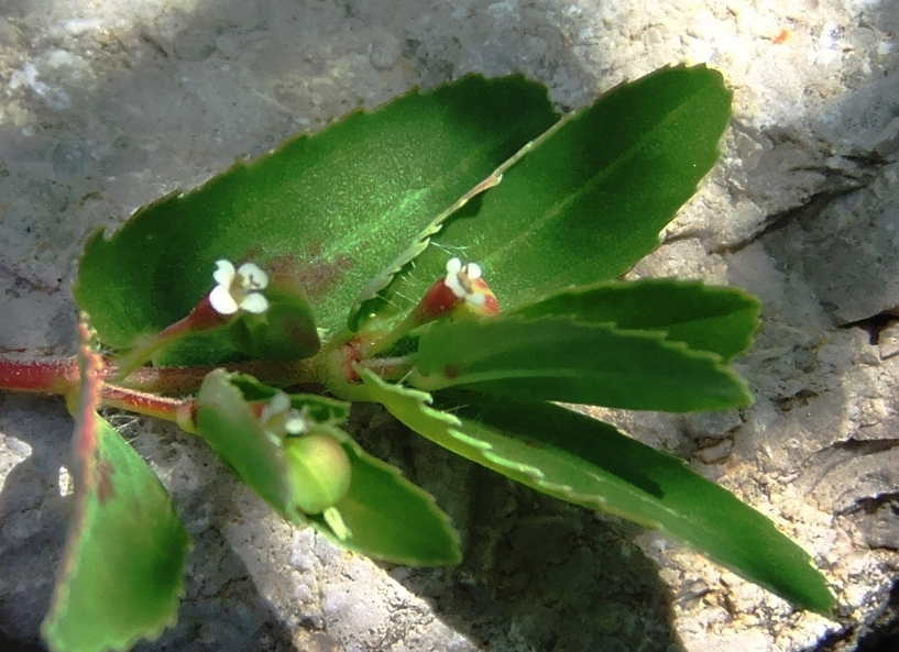 Изображение особи Euphorbia nutans.