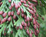 Chamaecyparis lawsoniana