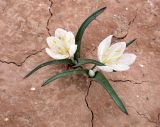 Colchicum ritchiei. Цветущие растения. Israel, Northern Negev. 12.01.2007.