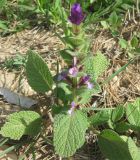 Salvia viridis. Цветущее растение. Израиль, Северный Негев, лес Лаав. 25.02.2013.