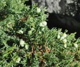 Juniperus davurica. Верхушки веточек с незрелыми шишкоягодами. Приморье, Сихотэ-Алинь, гора Абрек, каменистый склон. 16.08.2012.