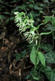 Epipactis krymmontana. Цветущее растение. Крым, Белогорский р-н, окр. с. Земляничное, буково-грабовый лес. 23 июня 2013 г.