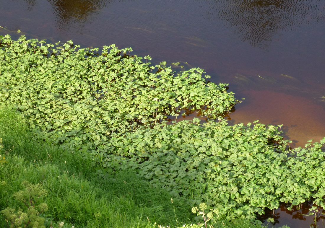 Изображение особи Petasites radiatus.