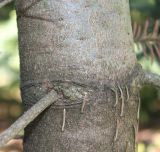Abies procera форма glauca. Нижняя часть ствола молодого дерева. Германия, г. Дюссельдорф, Ботанический сад университета. 04.05.2014.