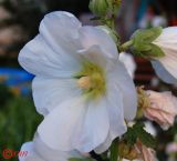 Alcea rosea