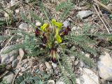 Astragalus atrovinosus