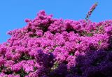 род Bougainvillea