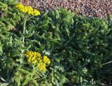 Achillea tomentosa