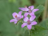 Erodium malacoides