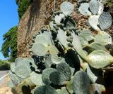 Opuntia robusta. Плодоносящие растения, \"изрисованные\" туристами. Франция, Прованс, Борм-ле-Мимоза, в озеленении. 24.07.2014.