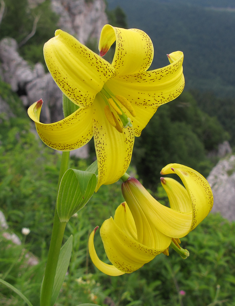 Изображение особи Lilium monadelphum.