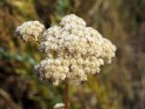 Handelia trichophylla. Сухое соплодие. Кыргызстан, Нарынская обл., левый берег р. Нарын, долина руч. Бурган-Суу. 27.09.2015.