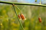 Asparagus officinalis