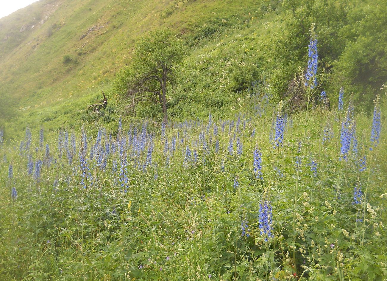 Изображение особи Delphinium elatum.