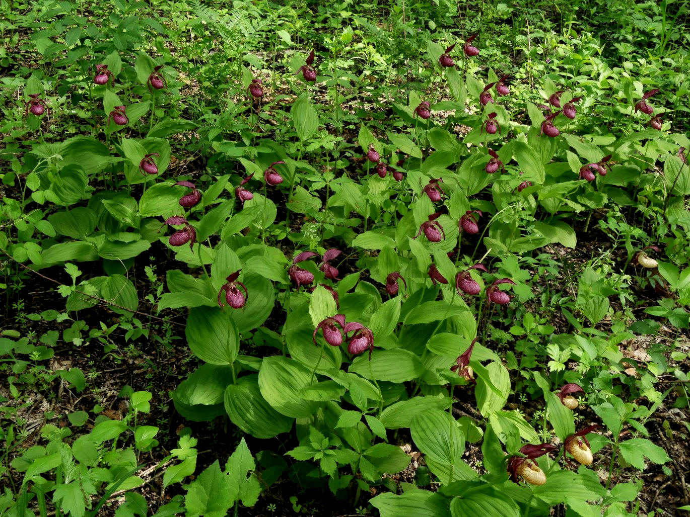 Изображение особи Cypripedium &times; ventricosum.