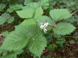 Rubus saxatilis