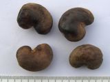 Anacardium occidentale