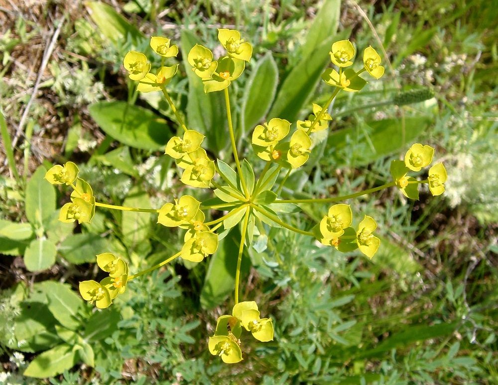 Изображение особи Euphorbia seguieriana.