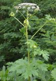 Heracleum sosnowskyi