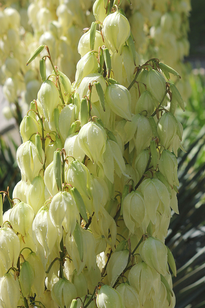 Изображение особи Yucca gloriosa.