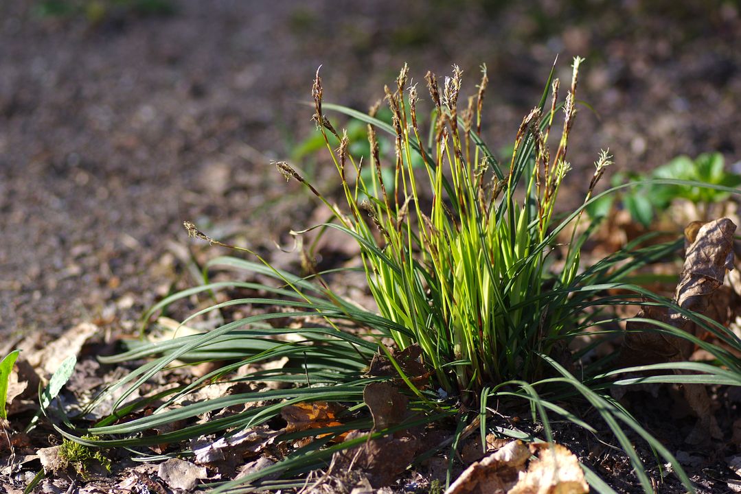 Изображение особи Carex digitata.