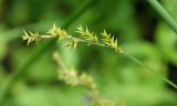 Carex elongata