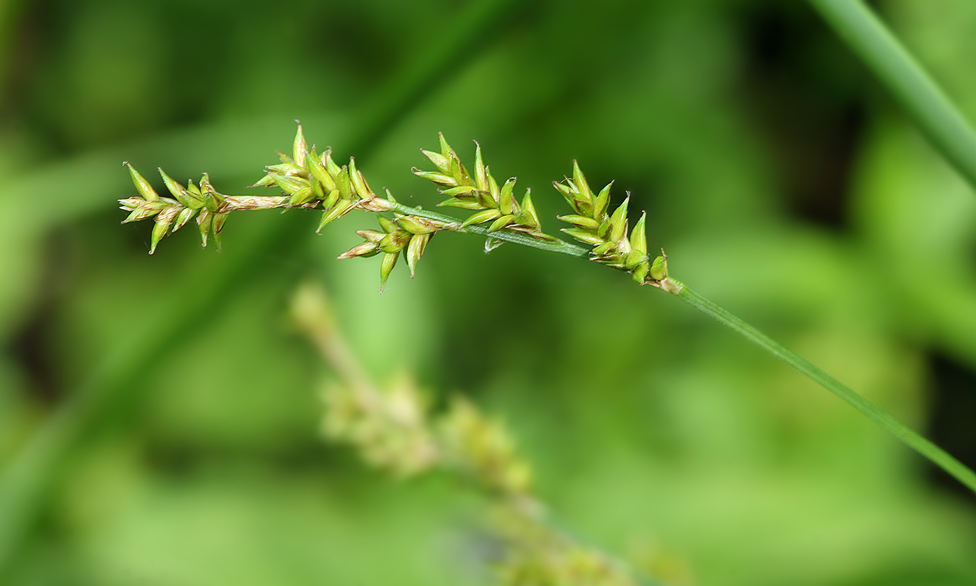 Изображение особи Carex elongata.