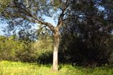 Hakea multilineata